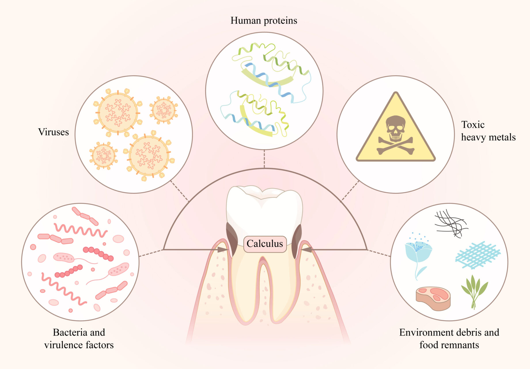 Connection Between Oral And Overall Health